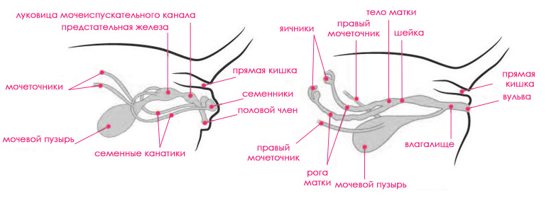  Кистозная гиперплазия эндометрия и аденомиоз.